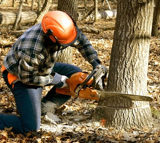 Tree Removal in Narka, KS